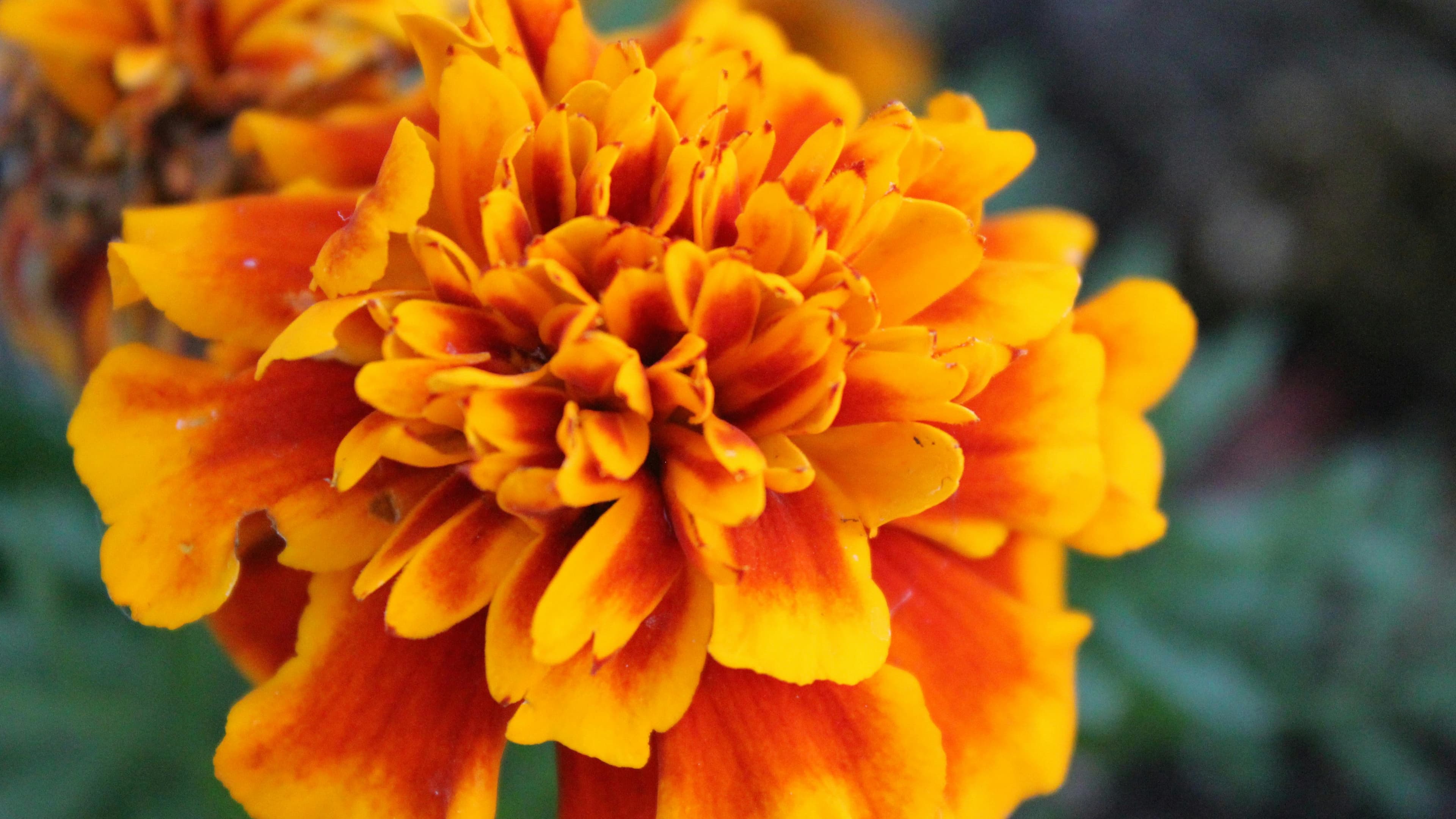 Join The Marigold Collective