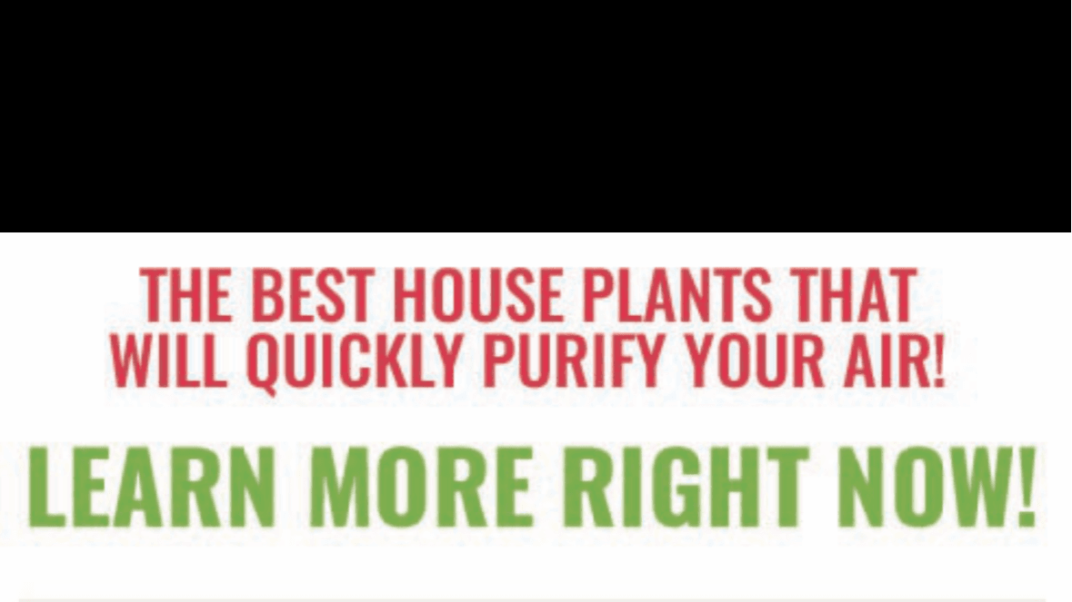 Purify the Air in Your Space
