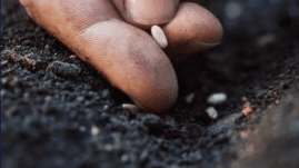 Plant Health Care CEU