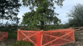 Trees and Construction CEU
