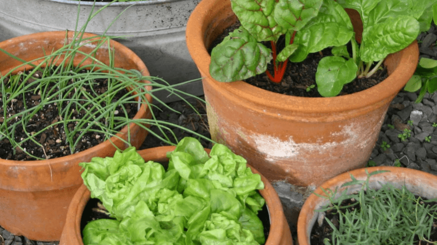 Container Veggie Growing - Maximise limited space