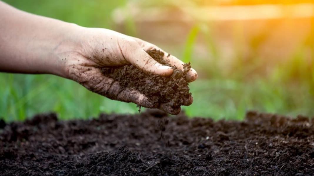 Soil Health & No-Till Gardening