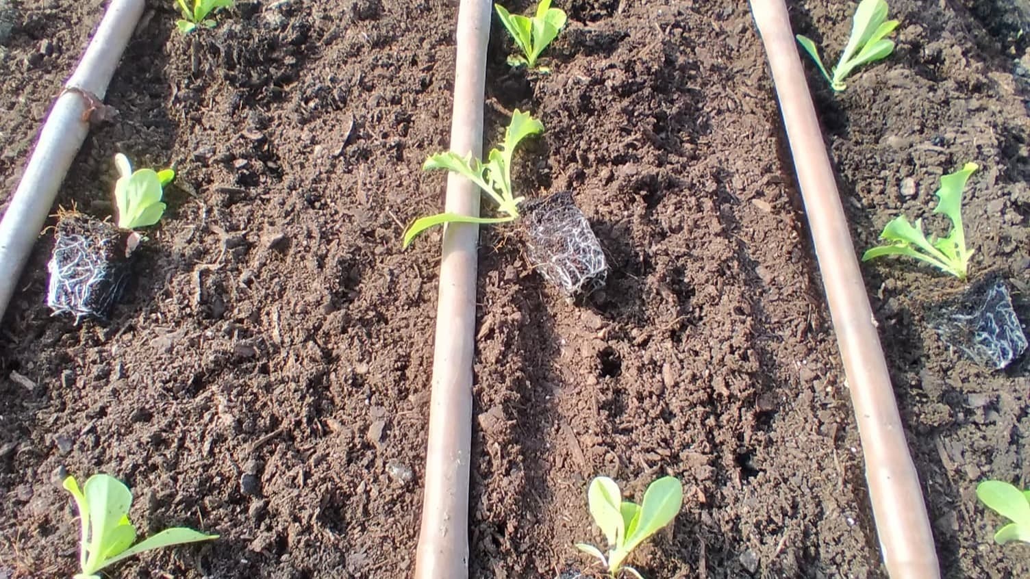 Grow from Seed Successfully